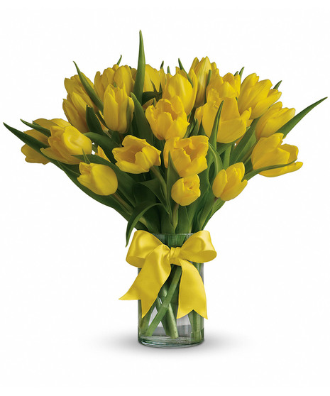 Sunny Yellow Tulips