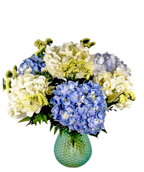 Hydrangea Blooms