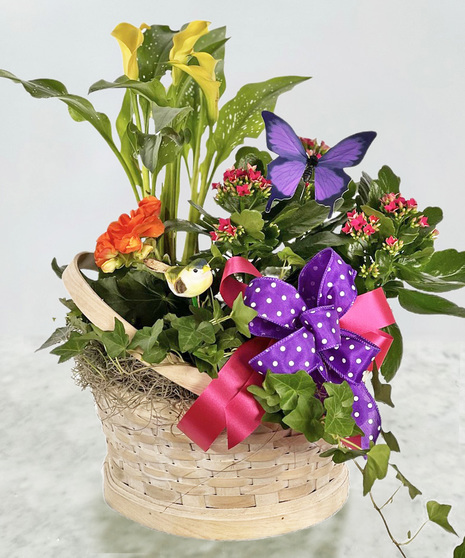 assortment of blooming plants and green ivy. kalanchoe, calla lily, begonia.